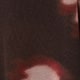 Blurred Roses