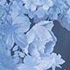 Tonal Blue Peonies